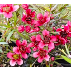 Leptospermum Crimson Cascade 1 Plants Red Flowering Native Groundcover